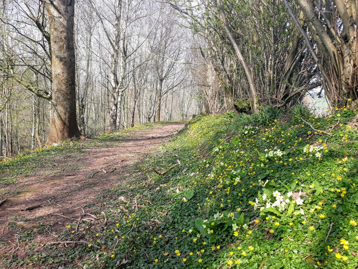 Usk Valley Walk: Flowers along the path