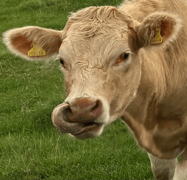 A cow licks her own nose out on the trail.