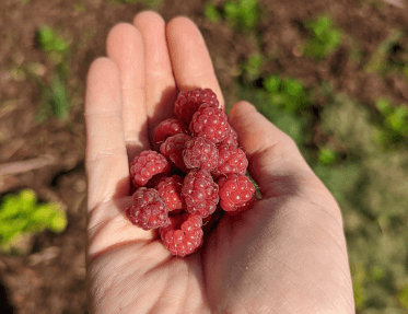 A walker holds a handful of wild raspberries.