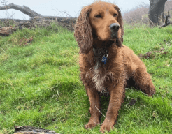 Fudge, a golden-brown cockerpoo, sits on the grass, a little wet from the rain.