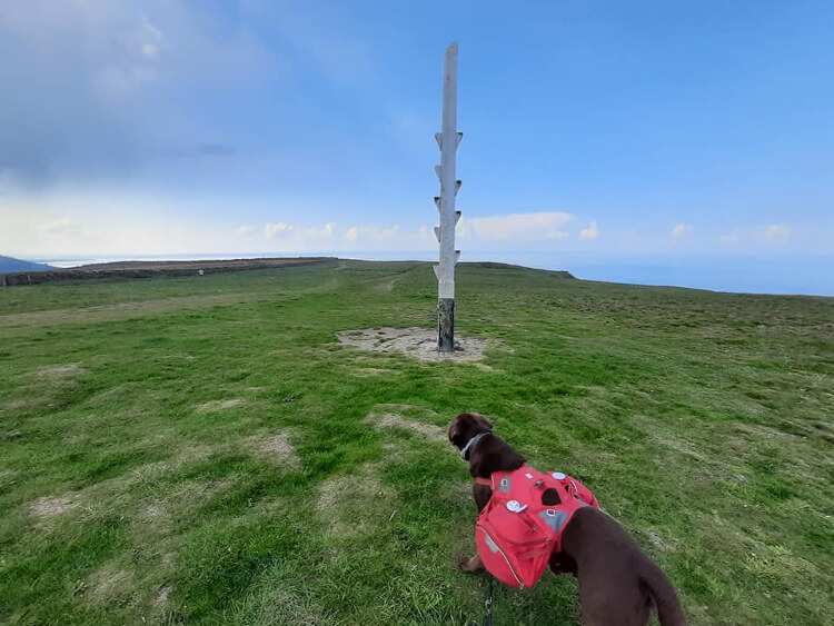 Gino the chocolate labrador approaches a climbing pole in the middle of a farmer's field