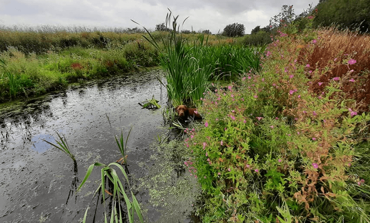 Gino cools down in a pretty pond full of reeds and flowers