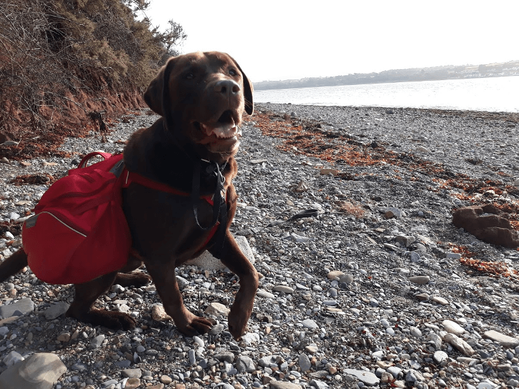 Gino the brown labrador sits on a pebbly beach trail on the Isle of Anglesey