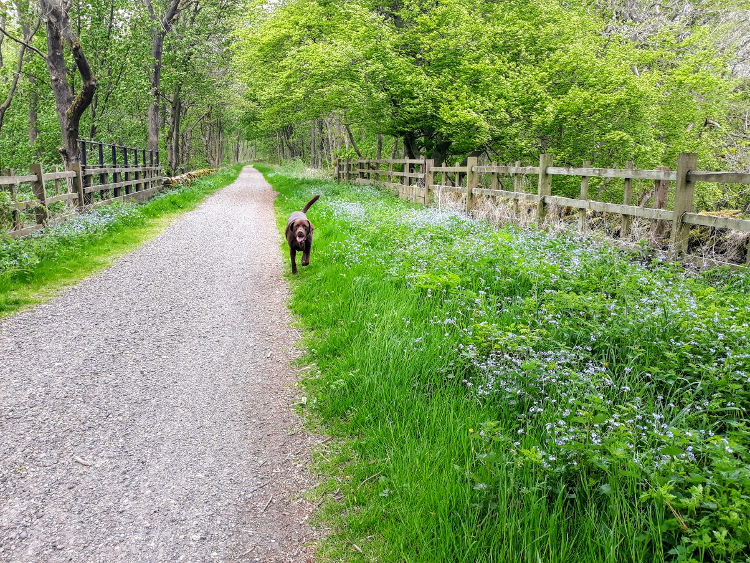 Gino on the High Peak Trail