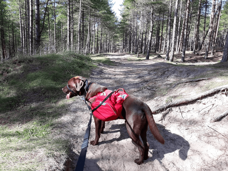 Gino walking through Newborough Forest on the Anglesey Coast Path