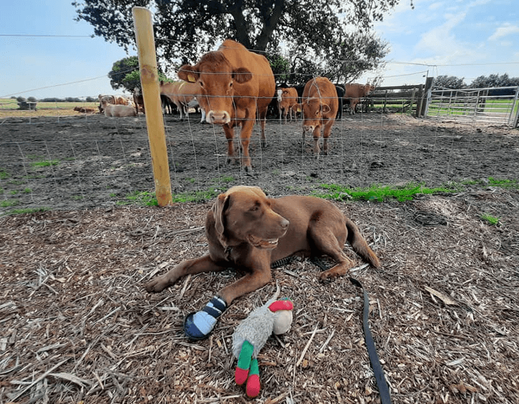 Gino rests beneath some watchful cows, one of his paws bound up in a white and black bootie.