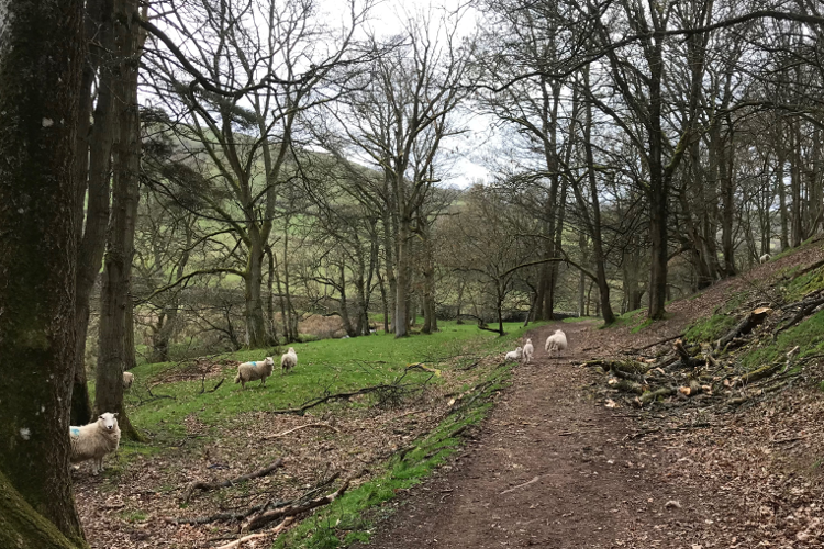 Shropshire Hills Walking Holiday: Golden Valley sheep