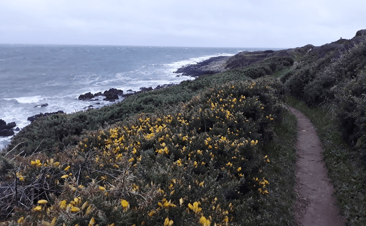 Gorse lines this sandy path along the rocky coast