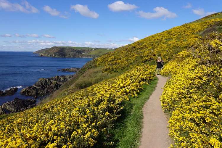 Gorse near Looe on the South West Coast Path in Cornwall