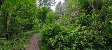 A footpath delves between overgrown shrubs in a green park.