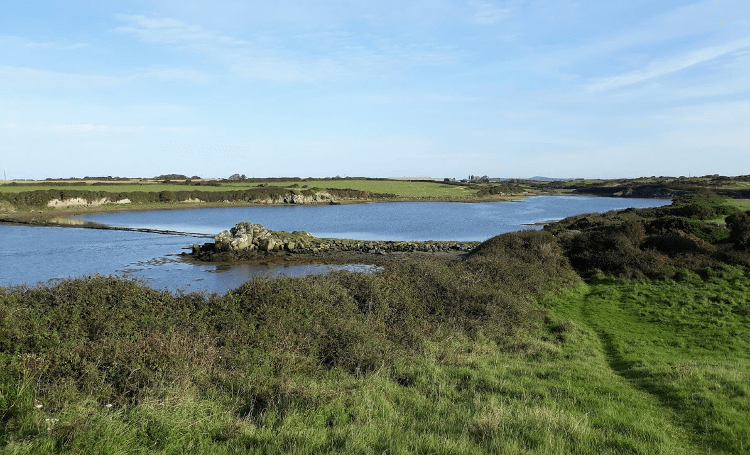 Grassy pathways on the walk to Trearddur