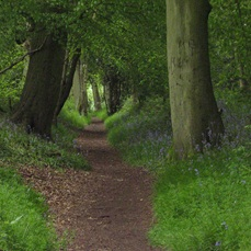 The Ridgeway: Grims Ditch near Wallingford by Deborah Jackson