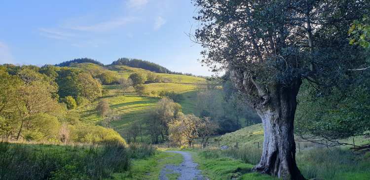 Mindful walks in Grizedale Woods