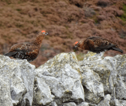 A pair of grouse sit on a wall, part of the wildness of the Cleveland Way.