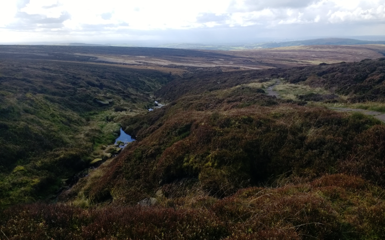 The heather of the grouse moors.