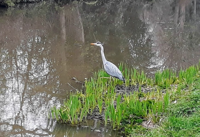 Usk Valley Walk: Heron