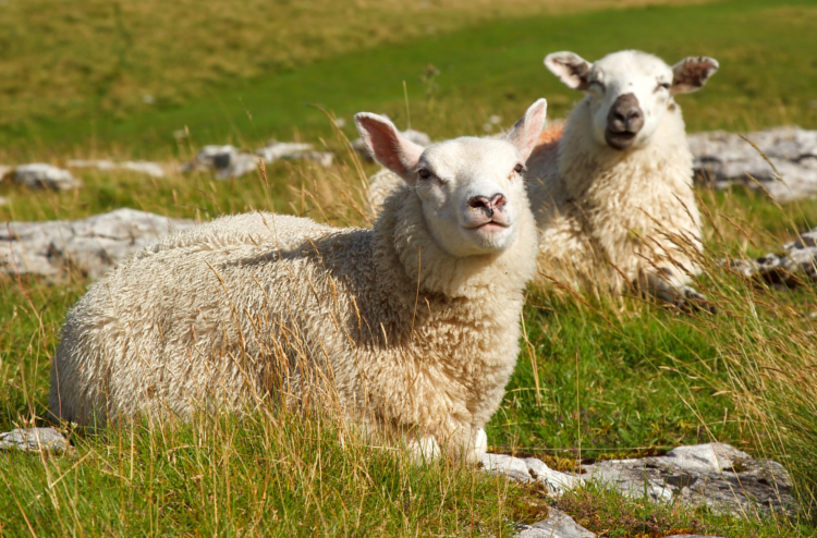 Yorkshire sheep on the Herriot Way