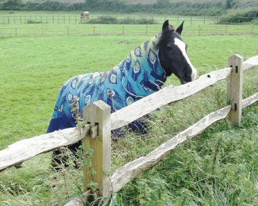A horse in a padded coat leans over its fence to inspect the photographer.
