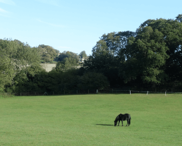 A horse grazes in the field not far from the walking trail.