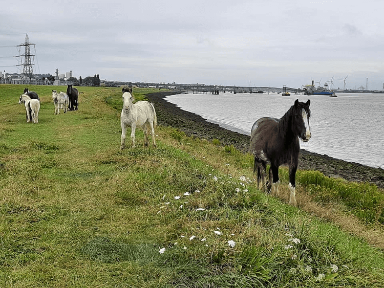 A herd of curious horses in a field beside the industrial landscapes of the Thames Coast Path.