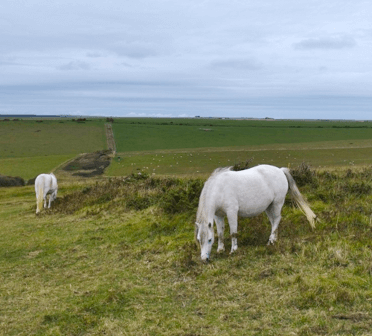 Two white horses graze on wide-ranging green pasture atop the cliffs.