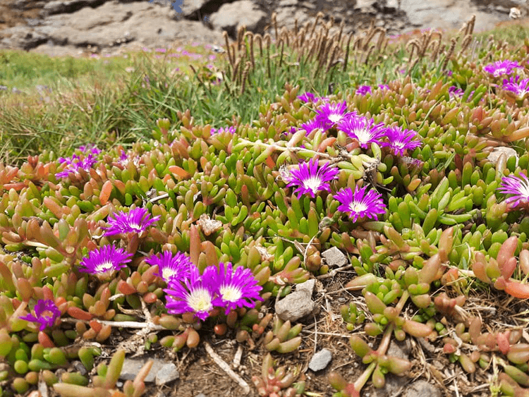 Hottentot-Fig succulent plant close-up