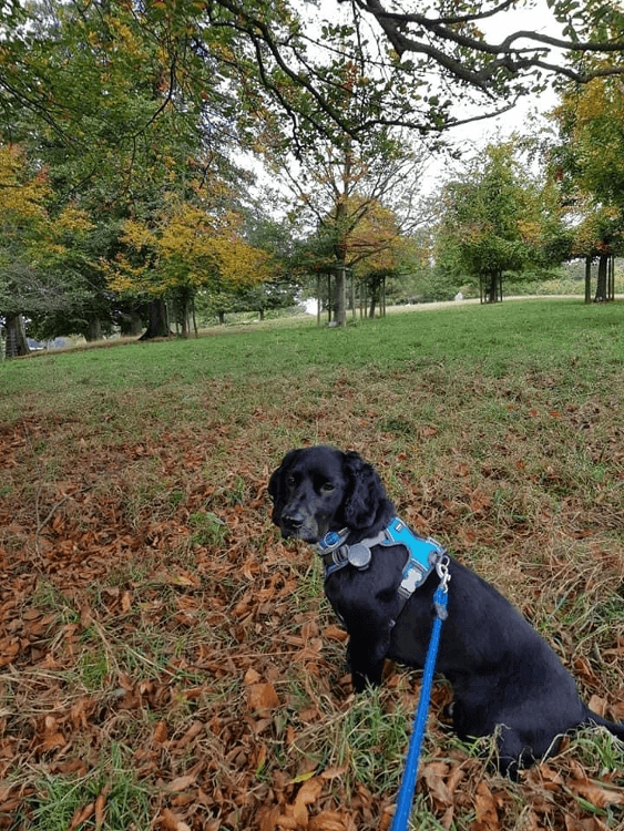 Oscar stands amongst the leaves at Chatsworth Estate in the Peak District
