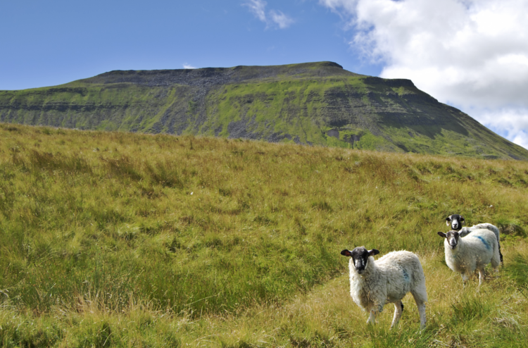 Ingleborough on the Yorkshire Three Peaks