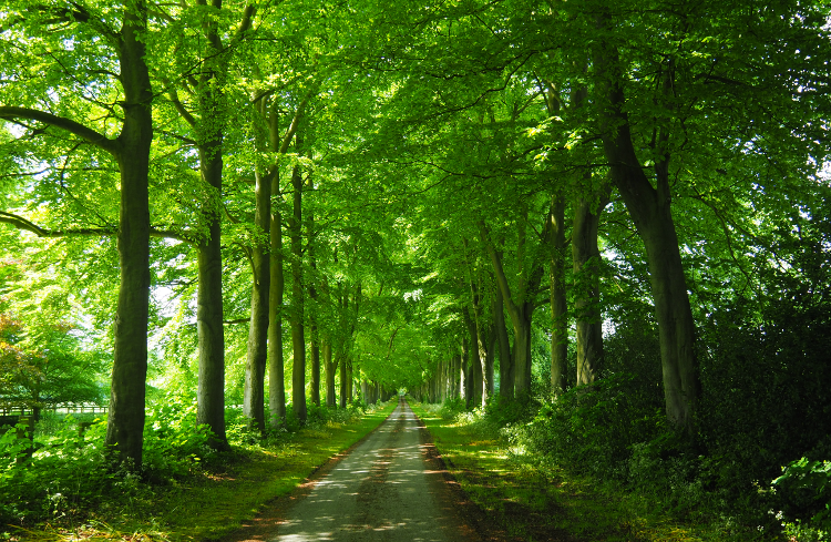 The Ridgeway: Into Wendover by Stuart Inglis