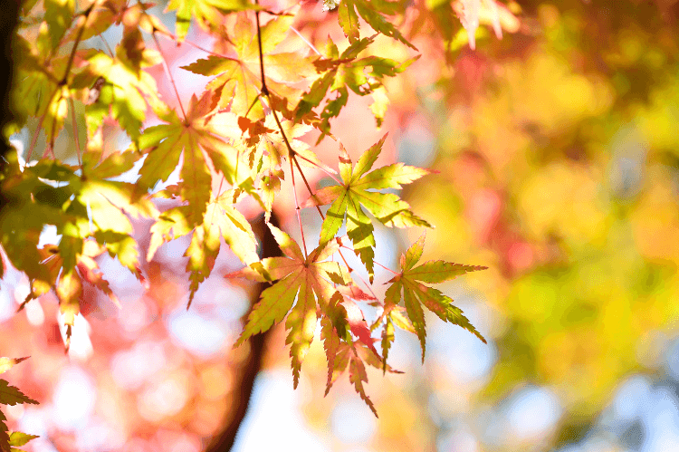 Leaves turning red on a Japanese Acer.