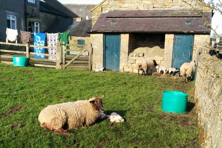 Hadrian's Wall Path in Spring: Lambs