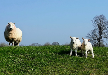Usk Valley Walk: Lambs