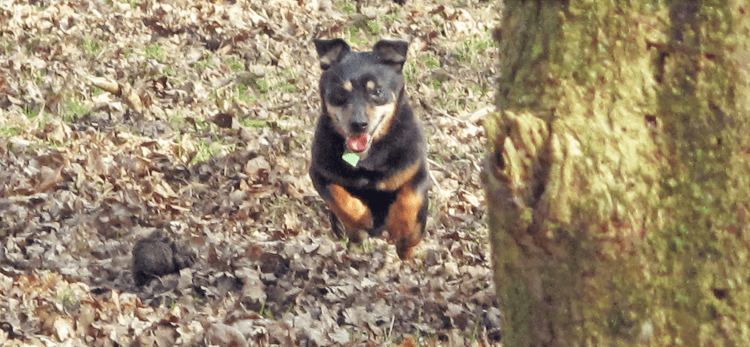 As a puppy, Ralph jumps for joy after being released from his cage at last.