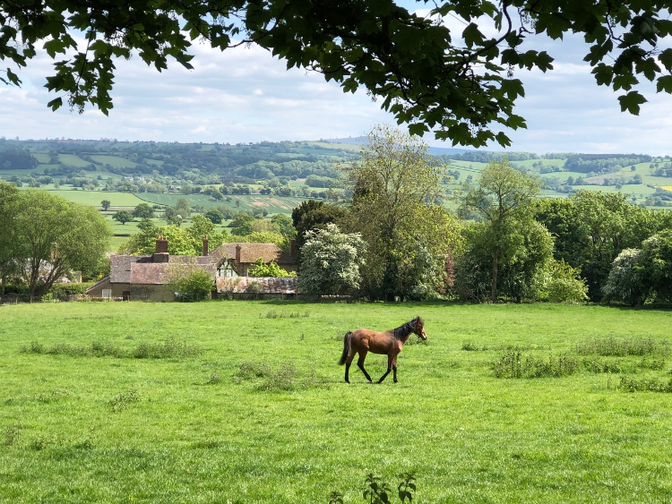 A horse wandering in a field