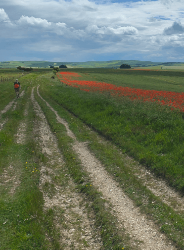 The flat chalky path of the Ridgeway stretches into the distance, crossing a field of grass and poppies.
