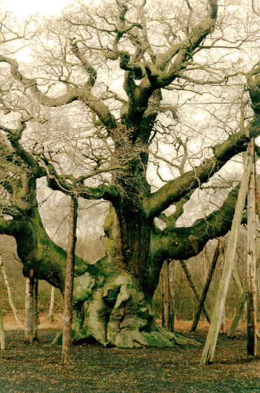 The Major Oak in Sherwood Forest.