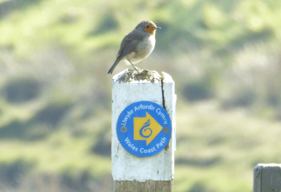 a robin sits on a Wales Coast Path waymarker in Meirionnydd