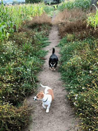 Mindy and Ralph follow a path through crops in Shropshire.