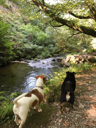 Mindy and Ralph peer down into the river from their vantage point on a footpath.
