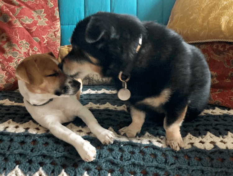 Ralph licks Mindy's forehead on the sofa.