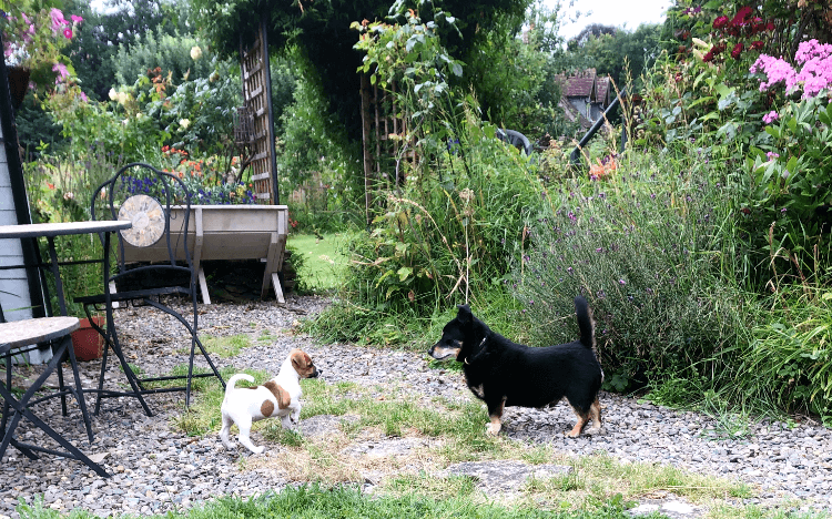 Mindy and Ralph meet in the back garden.
