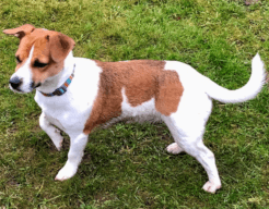 Mindy, an almost all-white Jack Russell, stands in a green field.