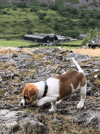 Mindy the Jack Russell puppy sniffs around while out in the countryside, a farm complex in the background.