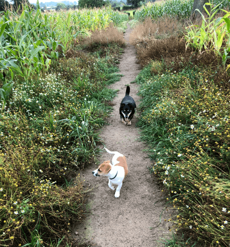 Ralph and Mindy walk along a flower-lined path in the countryside.