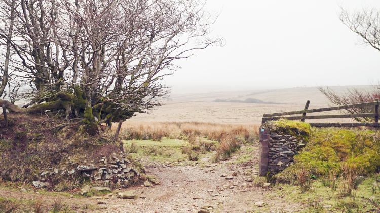 Mist Near Challacombe