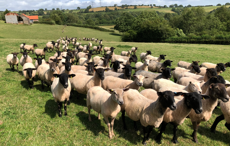 A line of sheep on the Three Castles Walk