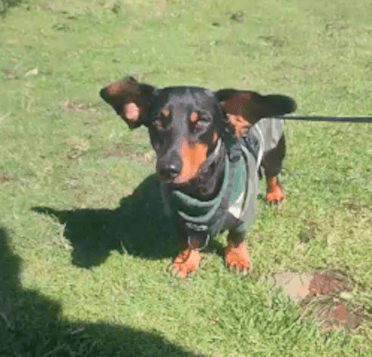 A black and tan dachshund called Monty poses on the grass on Hadrian's Wall Path.