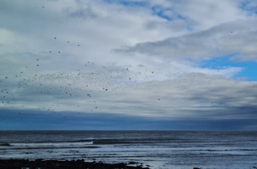 Birds fill the air over the ocean in a murmurration.