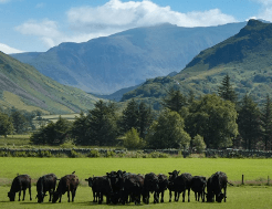 A herd of cows idle beneath the rocky, challenging peaks of Snowdonia.