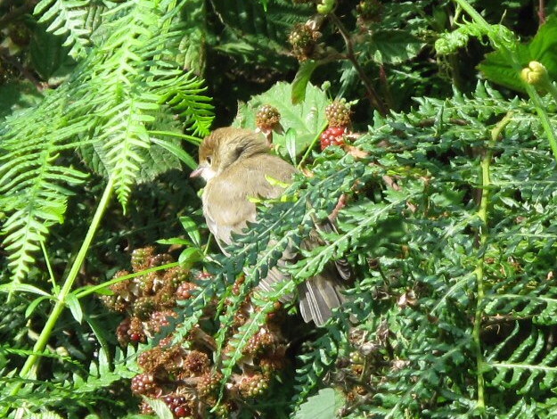 A bird in the bushes at the side of the Mortimer Trail